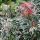 Pieris japonica ´Flaming Silver´