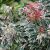 Pieris japonica ´Flaming Silver´