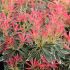 Pieris japonica ´Flaming Silver´