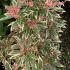 Pieris japonica ´Flaming Silver´