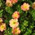 Potentilla fruticosa ´Bella Apple´®