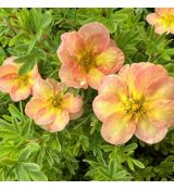 Potentilla fruticosa ´Bella Apple´®
