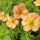Potentilla fruticosa ´Bella Apple´®