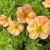 Potentilla fruticosa ´Bella Apple´®