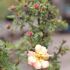 Potentilla fruticosa ´Bella Apple´®