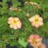 Potentilla fruticosa ´Bella Apple´®