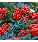 Pyracantha coccinea ´Red Cushion´
