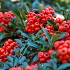 Pyracantha coccinea ´Red Cushion´