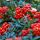 Pyracantha coccinea ´Red Cushion´