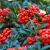 Pyracantha coccinea ´Red Cushion´