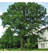 Quercus bicolor