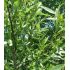 Salix alba ´Belders´ na vysokokmeni