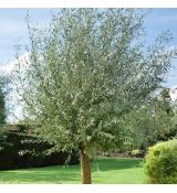 Salix alba ´Belders´ na vysokokmeni
