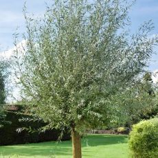 Salix alba ´Belders´ na vysokokmeni