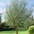 Salix alba ´Belders´ na vysokokmeni