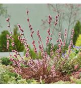 Salix gracilistyla (chaenomeloides) ´Mount Aso´