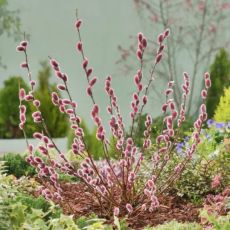 Salix gracilistyla (chaenomeloides) ´Mount Aso´