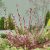 Salix gracilistyla (chaenomeloides) ´Mount Aso´