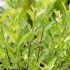 Salix gracilistyla (chaenomeloides) ´Mount Aso´