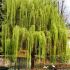 Salix sepulcralis ´Chrysocoma´