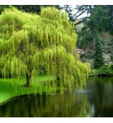 Salix sepulcralis ´Chrysocoma´
