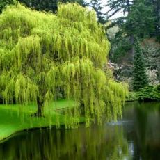 Salix sepulcralis ´Chrysocoma´