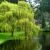 Salix sepulcralis ´Chrysocoma´