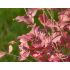 Syringa meyeri ´Palibin´