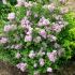 Syringa meyeri ´Palibin´