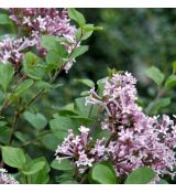 Syringa meyeri ´Palibin´