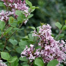 Syringa meyeri ´Palibin´