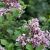 Syringa meyeri ´Palibin´