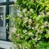 Trachelospermum jasminoides ´Star of Toscane´®