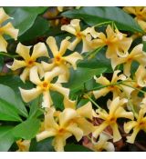 Trachelospermum jasminoides ´Star of Toscane´®