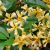 Trachelospermum jasminoides ´Star of Toscane´®