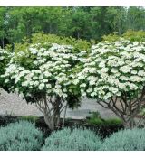 Viburnum opulus ´Compactum´