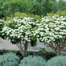 Viburnum opulus ´Compactum´
