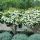 Viburnum opulus ´Compactum´