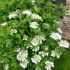 Viburnum opulus ´Compactum´