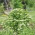 Viburnum opulus ´Compactum´