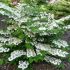 Viburnum plicatum ´Lanarth´