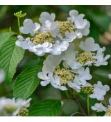 Viburnum plicatum ´Lanarth´
