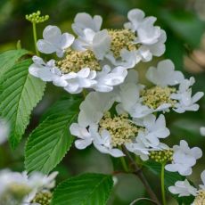 Viburnum plicatum ´Lanarth´