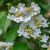 Viburnum plicatum ´Lanarth´