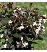 Weigela flor. ´Black and White´®
