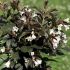 Weigela flor. ´Black and White´®