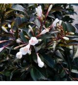 Weigela flor. ´Black and White´®