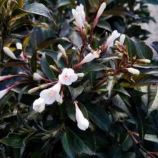 Weigela flor. ´Black and White´®