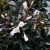 Weigela flor. ´Black and White´®