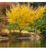 Ginko biloba ´Autumn Gold´